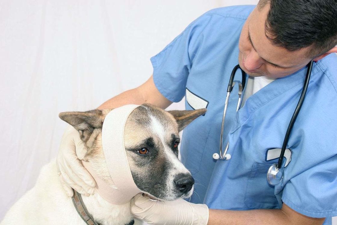 Fixation Animal Healthcare Oem Cohesive Bandage Patterned Wrap Vet Flexible Self Adhesive